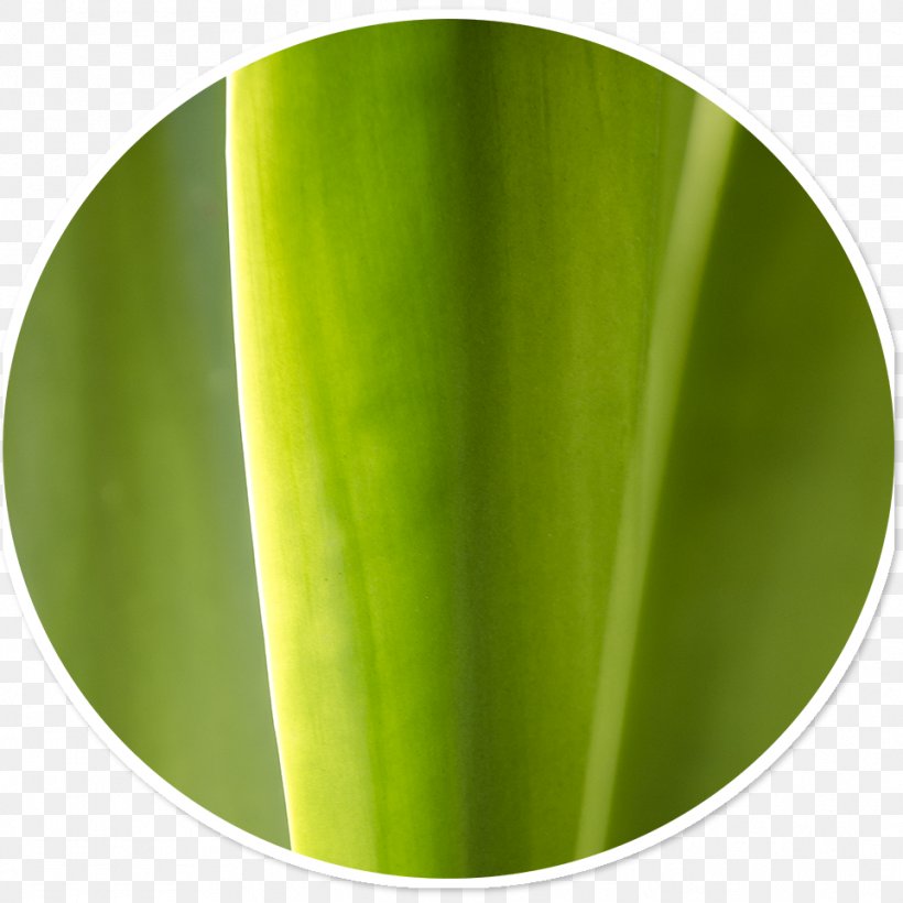 Banana Leaf Green, PNG, 962x962px, Banana Leaf, Banana, Grass, Green, Leaf Download Free