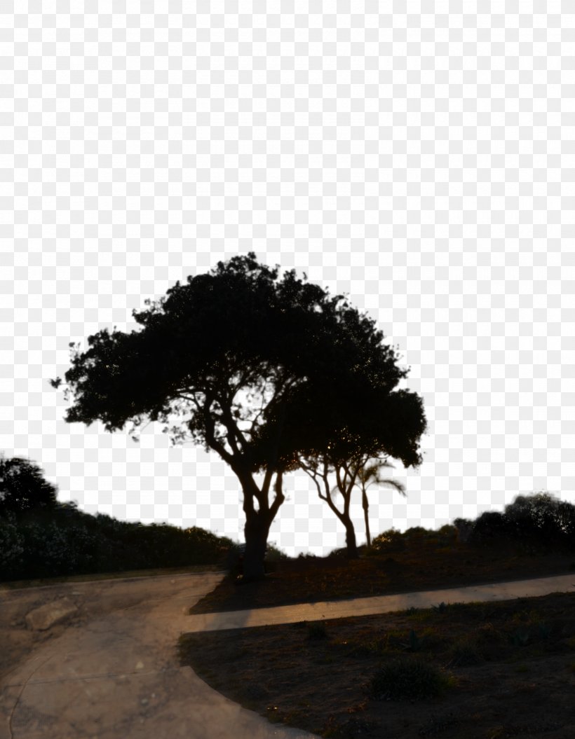 Branch Tree Desktop Wallpaper Silhouette, PNG, 1600x2059px, Branch, Art, Christmas Tree, Deviantart, Houseplant Download Free