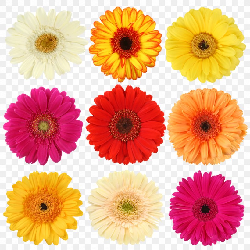 Download, PNG, 900x900px, Photography, Annual Plant, Artificial Flower, Calendula, Color Download Free
