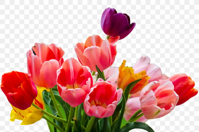 Floral Design, PNG, 1920x1280px, Tulip, Cut Flowers, Floral Design, Flower, Flower Bouquet Download Free