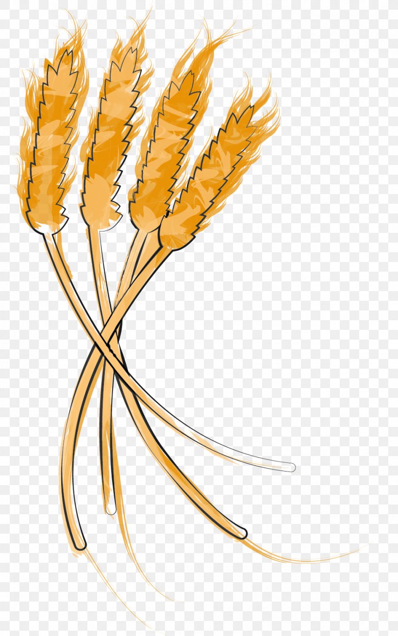Grasses Cereal Grain Plant Stem Food, PNG, 969x1550px, Grasses, Cereal, Commodity, Family, Flowering Plant Download Free