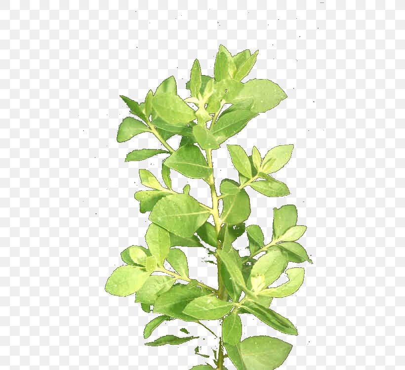 Pluchea Indica Leaf Plant Stem Herb Disease, PNG, 532x749px, Leaf, Body Odor, Chemistry, Cough, Disease Download Free