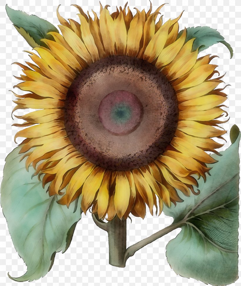 Sunflower, PNG, 1351x1600px, Watercolor, Asterales, Eye, Flower, Flowering Plant Download Free