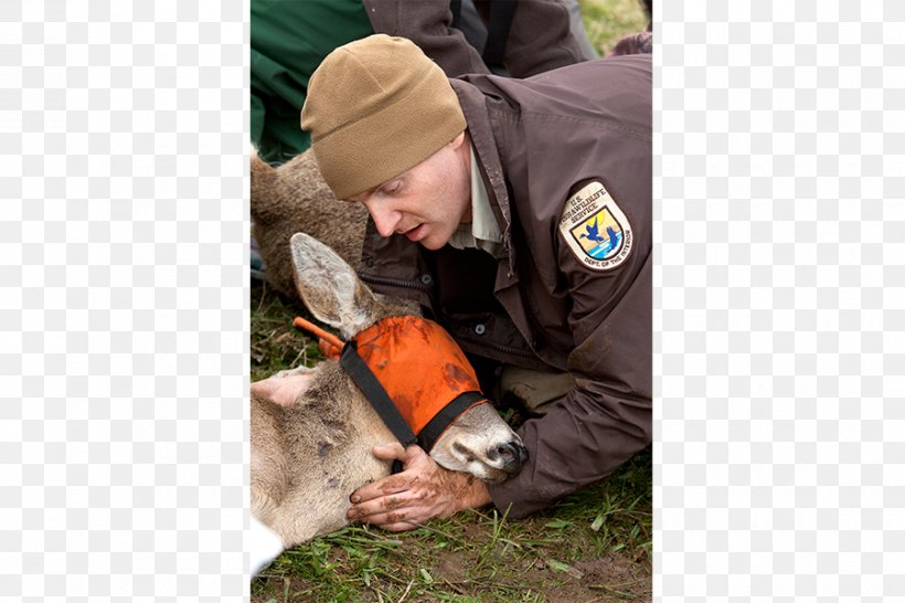 Columbian White-tailed Deer The Christian Science Monitor Mammal, PNG, 900x600px, Deer, Bobcat, Christian Science, Christian Science Monitor, Coyote Download Free