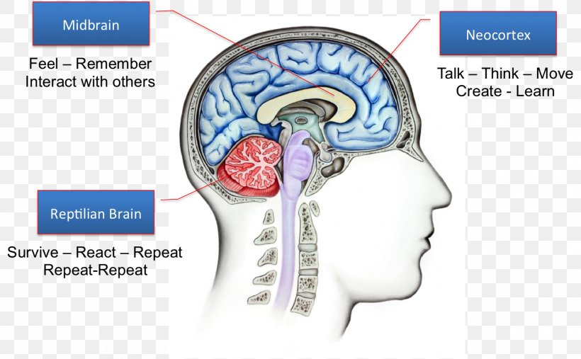 Reptile Triune Brain Limbic System Amygdala, PNG, 1416x877px, Watercolor, Cartoon, Flower, Frame, Heart Download Free