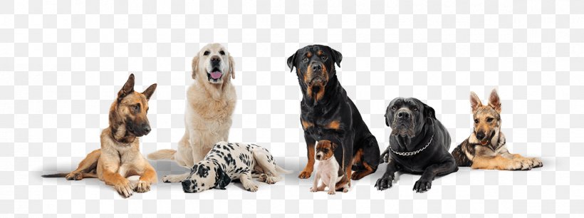 The Dog Logs Javeenbah Theatre Company Inc. Dog Daycare Kennel, PNG, 1170x438px, Dog, Animal Figure, Animal Shelter, Carnivoran, Dog Breed Download Free