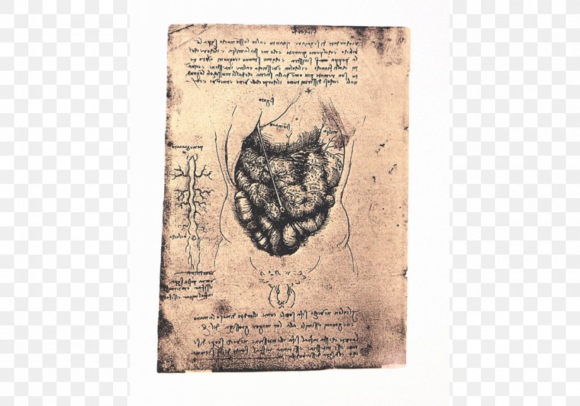 The Notebooks Of Leonardo Da Vinci Anatomy Paper Facsimile, PNG, 1000x700px, Anatomy, Book, Codex, Dust Jacket, Facsimile Download Free