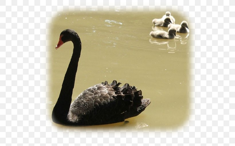 Duck Cygnini Fauna Beak Black Swan, PNG, 600x509px, Duck, Beak, Bird, Black Swan, Cygnini Download Free