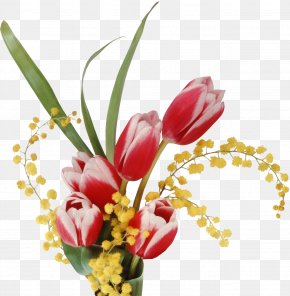 March - Laptop Desktop Wallpaper Flower Tulip 1080p PNG