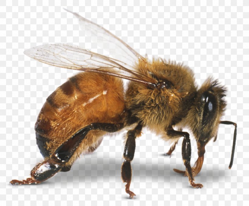 Western Honey Bee Beneficial Insects, PNG, 960x794px, Bee, Arthropod, Beneficial Insects, Honey, Honey Bee Download Free