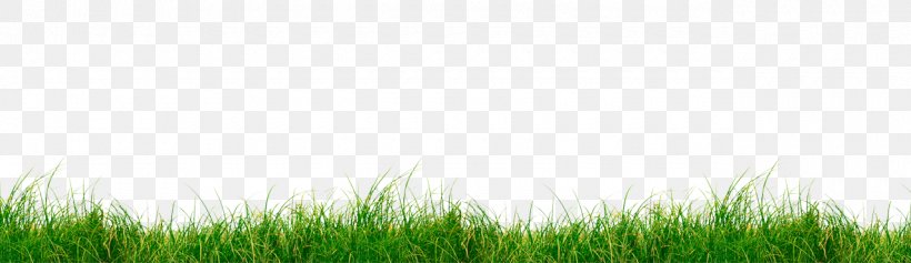 Wheatgrass Lawn Grassland Sky Plc, PNG, 1280x370px, Wheatgrass, Commodity, Field, Grass, Grass Family Download Free