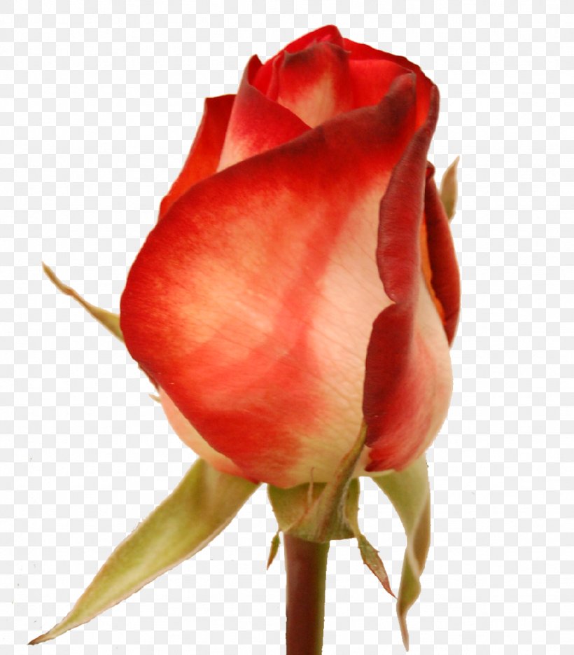 Garden Roses Cabbage Rose Floribunda Amaryllis Cut Flowers, PNG, 1024x1168px, Garden Roses, Amaryllis, Amaryllis Belladonna, Belladonna, Bud Download Free