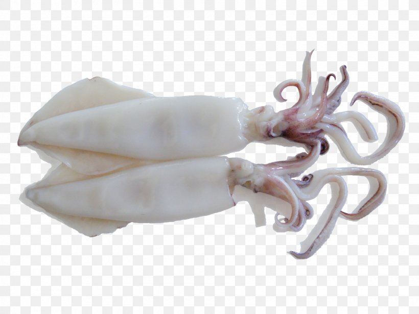 Squid As Food Octopus Meat Sweet And Sour, PNG, 1600x1200px, Squid, Animal, Animal Source Foods, Beef, Cattle Download Free