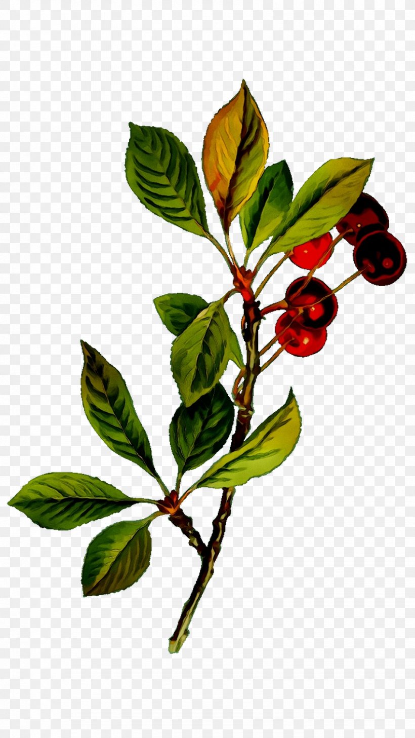 Twig Sour Cherry Flowering Plant Cherries Fruit, PNG, 849x1509px, Twig, Arctostaphylos, Arctostaphylos Uvaursi, Berry, Botany Download Free
