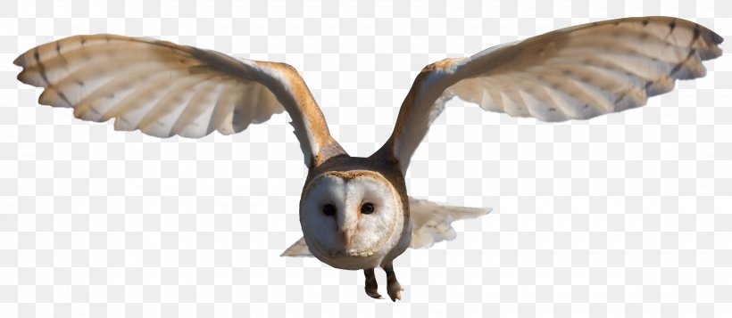 Barn Owl Clip Art, PNG, 3400x1481px, Bird, Barn Owl, Beak, Bird Of Prey, Fauna Download Free
