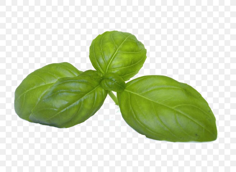 Basil Coriander Fines Herbes Vegetable, PNG, 800x600px, Basil, Common Sage, Coriander, Fines Herbes, Herb Download Free