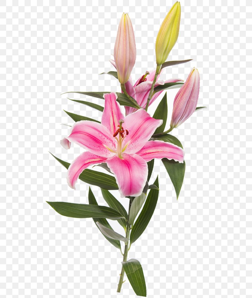 Easter Lily Lilium 'Stargazer' Flower Clip Art, PNG, 529x970px, Easter Lily, Alstroemeriaceae, Cut Flowers, Flower, Flowering Plant Download Free