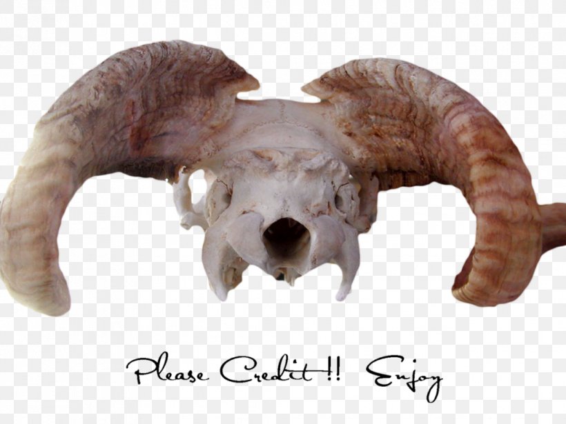 Horn Animal Skulls, PNG, 1032x774px, Horn, Animal, Animal Skulls, Antelope, Antler Download Free