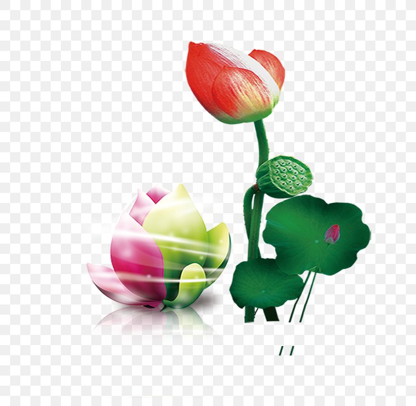 Lotus Seed, PNG, 800x800px, Lotus Seed, Bud, Cdr, Cut Flowers, Floral Design Download Free
