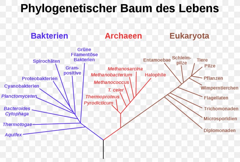 Phylogenetic Tree Domain Organism Phylogenetics Systematics, PNG, 1280x865px, Phylogenetic Tree, Archaeans, Area, Bacteria, Biology Download Free