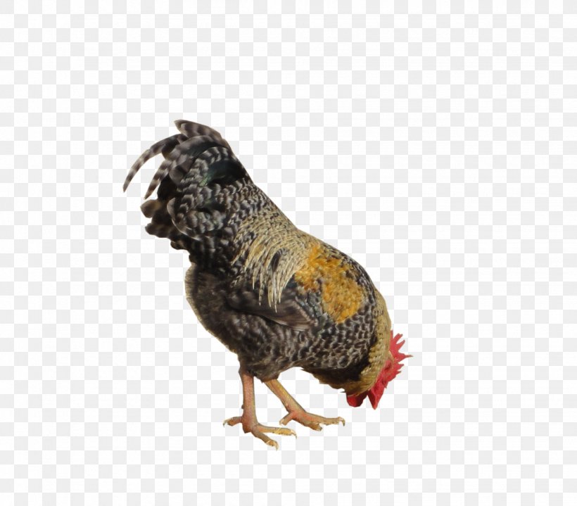 Chicken As Food Duck Poultry Drinking, PNG, 1952x1713px, Chicken, Abreuvoir, Aliexpress, Bauernhof, Beak Download Free