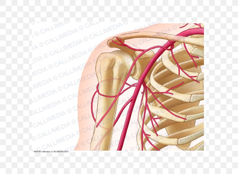 Common Carotid Artery Human Anatomy Neck, PNG, 600x600px, Watercolor, Cartoon, Flower, Frame, Heart Download Free
