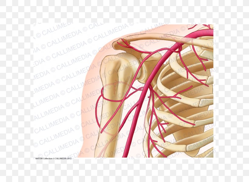 Плечевая артерия картинка