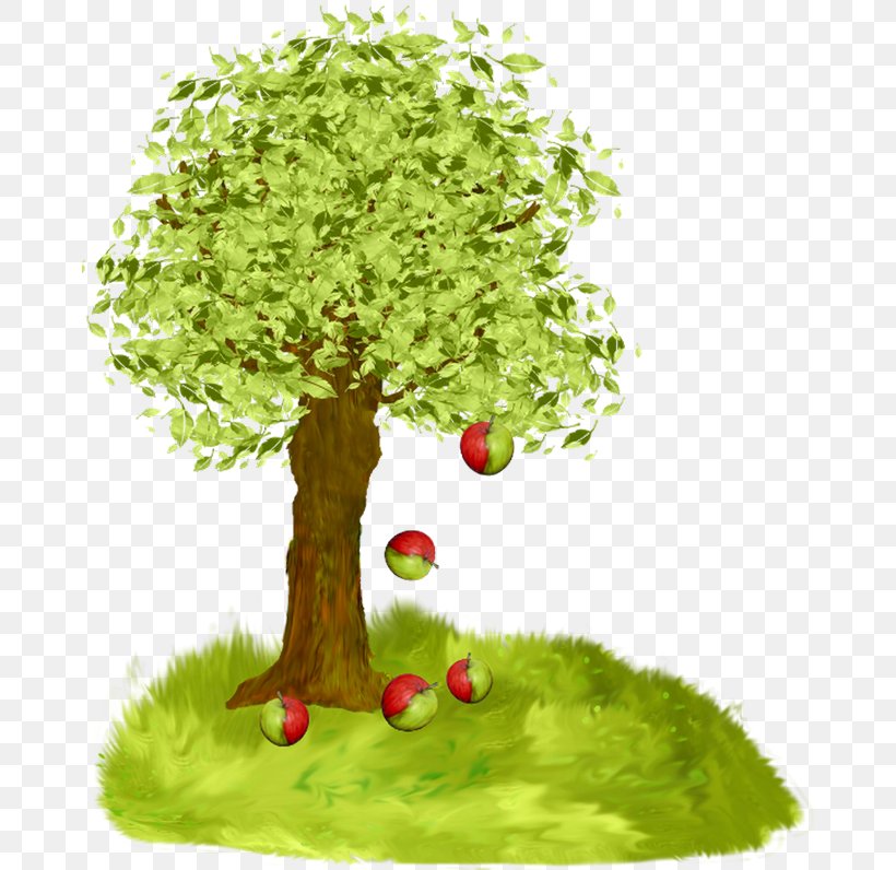 Fruit Tree Apple, PNG, 670x796px, Tree, Apple, Blog, Branch, Fruit Tree Download Free