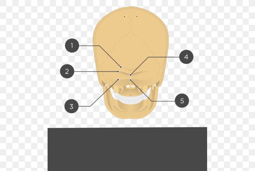 Nuchal Lines Occipital Bone Anatomy External Occipital Protuberance Nuchal Plane, PNG, 513x550px, Occipital Bone, Anatomy, Bone, Clock, Condyle Download Free