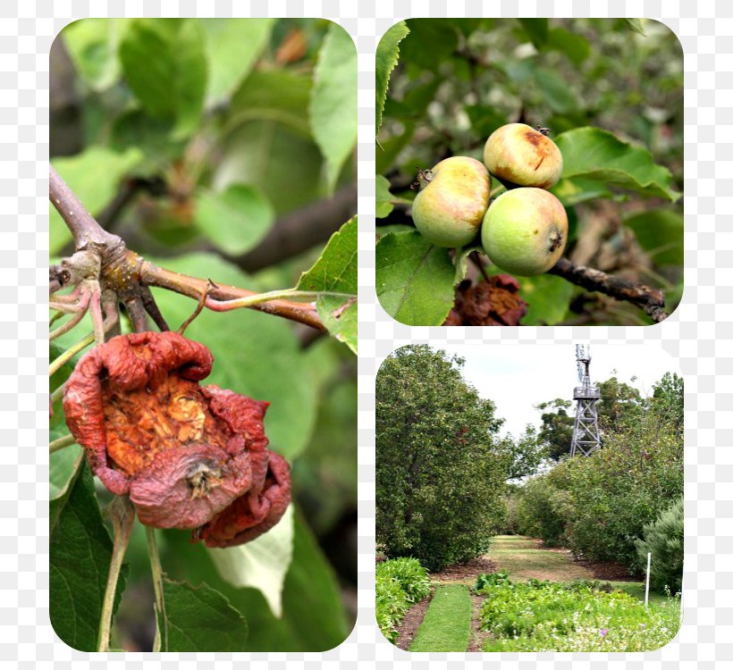 Walnut Plant Pathology Cluster Fig, PNG, 750x750px, Walnut, Cluster Fig, Cluster Fig Tree, Food, Fruit Download Free