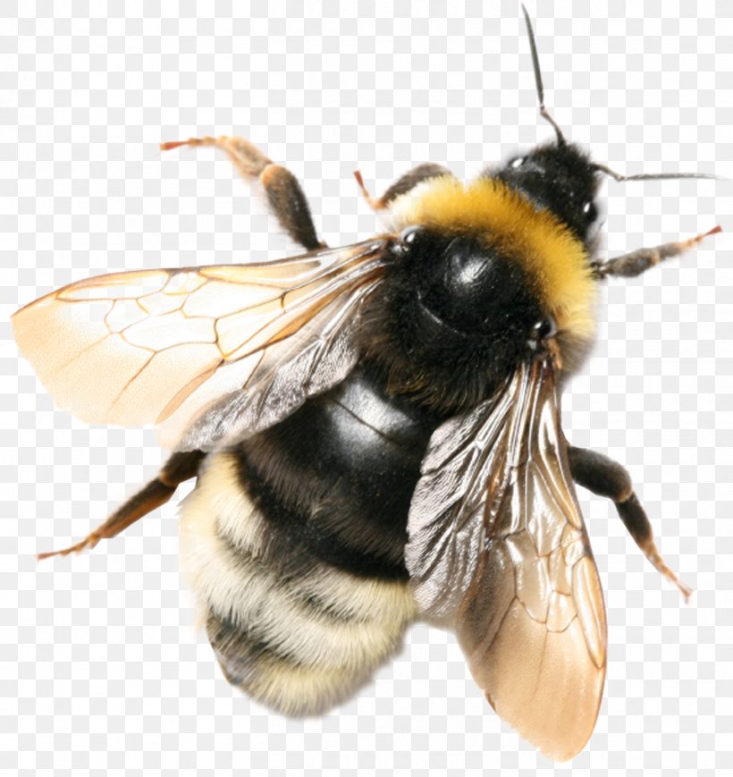 Bee Insect Bombus Terrestris Bombus Hortorum Honeycomb, PNG, 1412x1497px, Bee, Apis Florea, Arthropod, Beehive, Bombus Hortorum Download Free