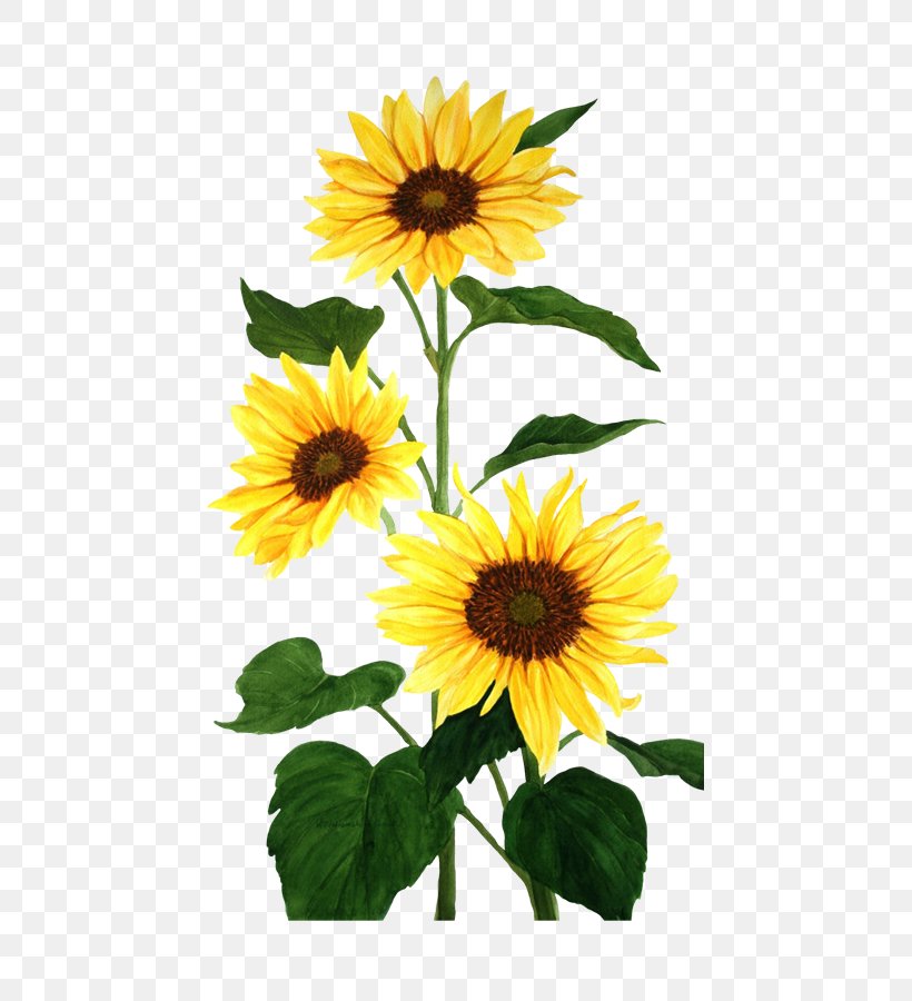 Common Sunflower Watercolor Painting, PNG, 447x900px, Common Sunflower, Annual Plant, Canvas, Daisy Family, Drawing Download Free