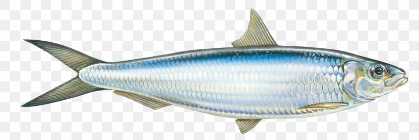 Round Sardinella Oily Fish Mackerel, PNG, 2000x672px, Sardine, Bony Fish, Fin, Fish, Forage Fish Download Free