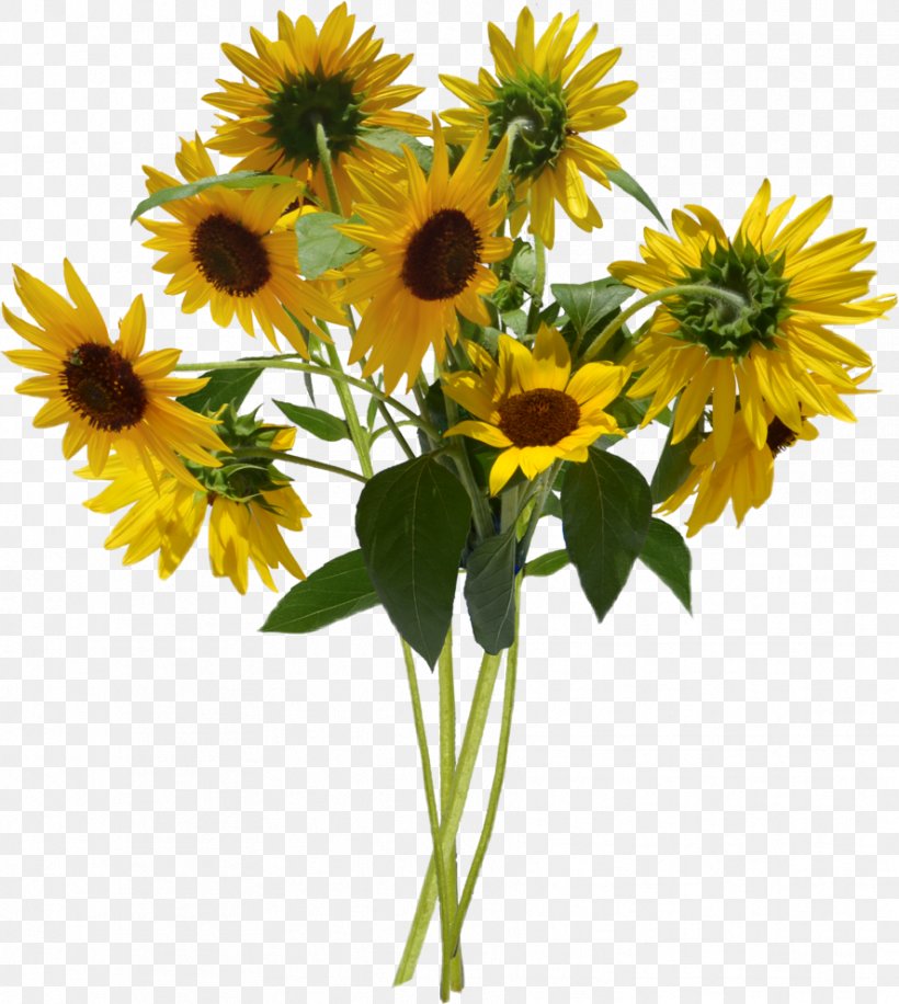 Sunflower Bouquet Clip Art Image, PNG, 887x991px, Flower Bouquet, Annual Plant, Asterales, Blackeyed Susan, Common Sunflower Download Free