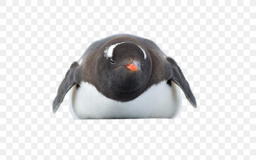 Adélie Penguin Antarctica Bird, PNG, 1024x644px, Penguin, Animal, Antarctic, Antarctica, Beak Download Free