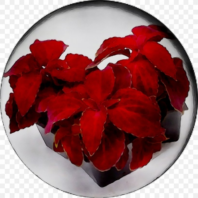 Begonia P!nk RED.M, PNG, 1026x1026px, Begonia, Flower, Flowering Plant, Geranium, Impatiens Download Free