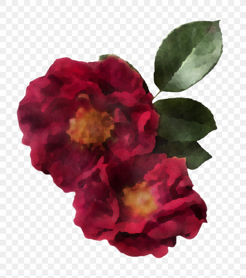 Garden Roses, PNG, 1272x1440px, Cabbage Rose, Cut Flowers, Floral Design, Floribunda, Flower Download Free