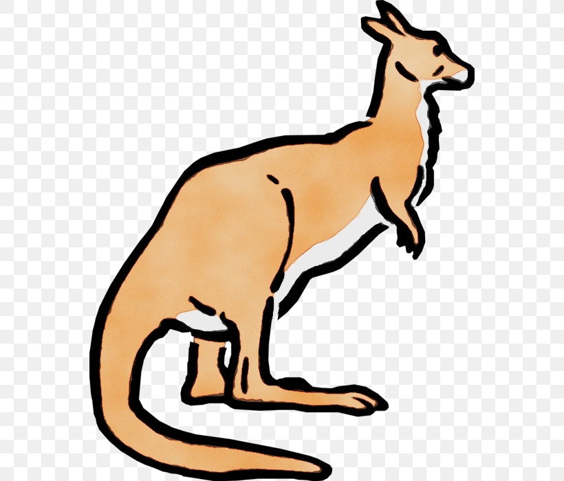 Macropods Red Fox Kangaroo Marsupials Tail, PNG, 560x700px, Watercolor, Kangaroo, Macropods, Marsupials, Meter Download Free