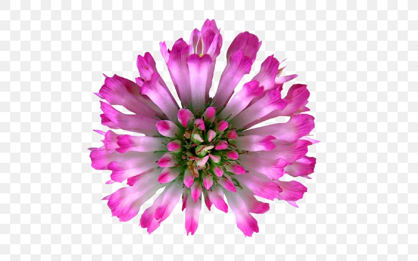 Red Clover Flower Royalty-free, PNG, 500x513px, Red Clover, Annual Plant, Chrysanths, Clover, Cut Flowers Download Free