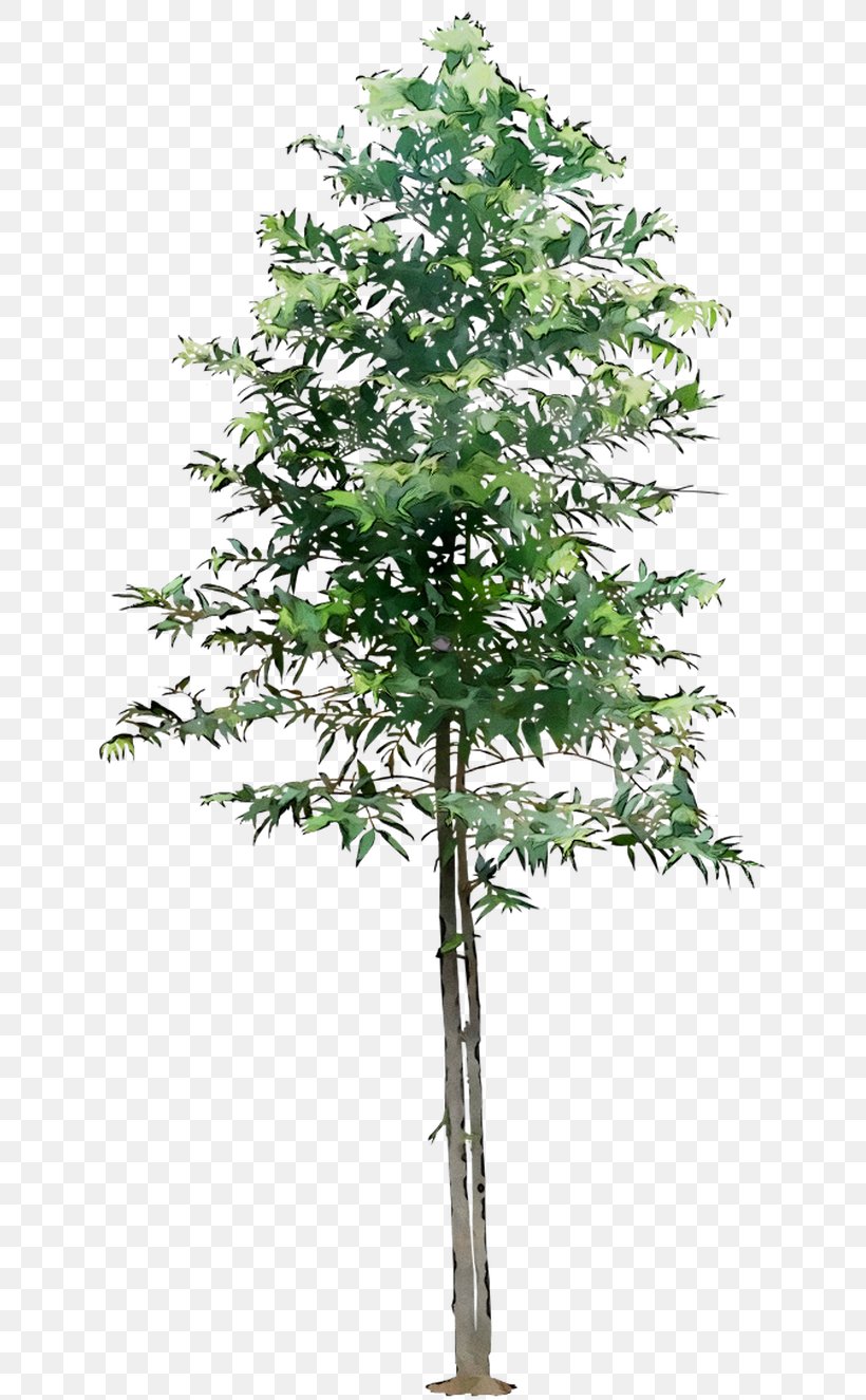 Twig Tree London Plane Platanus Orientalis 'Minaret Image, PNG, 645x1325px, Twig, Alder, American Larch, Ash, Bamboo Download Free