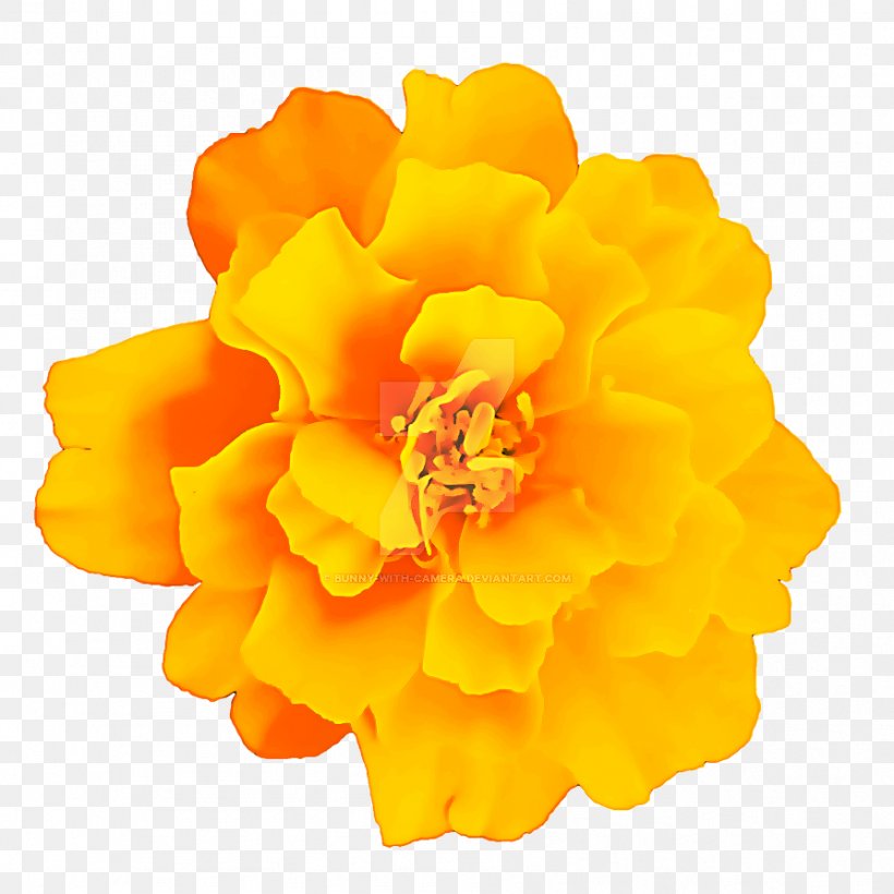 Vase Flower, PNG, 894x894px, Flower, Begonia, Logo, Orange, Perennial Plant Download Free