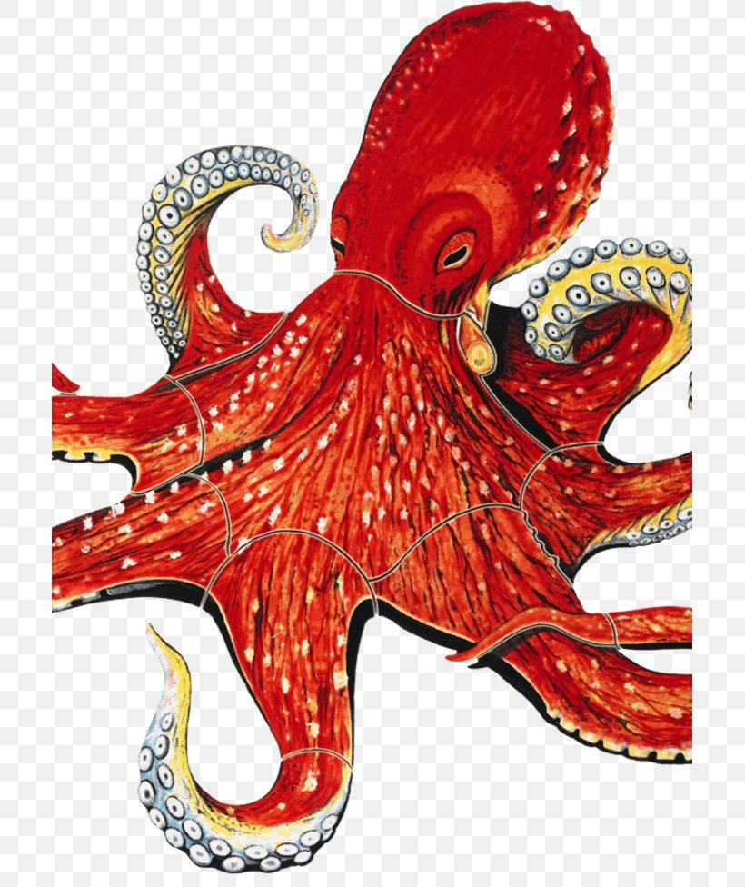 Amphioctopus Marginatus Mosaic Ceramic Tile, PNG, 705x976px, Octopus, Amphioctopus Marginatus, Art, Cephalopod, Ceramic Download Free