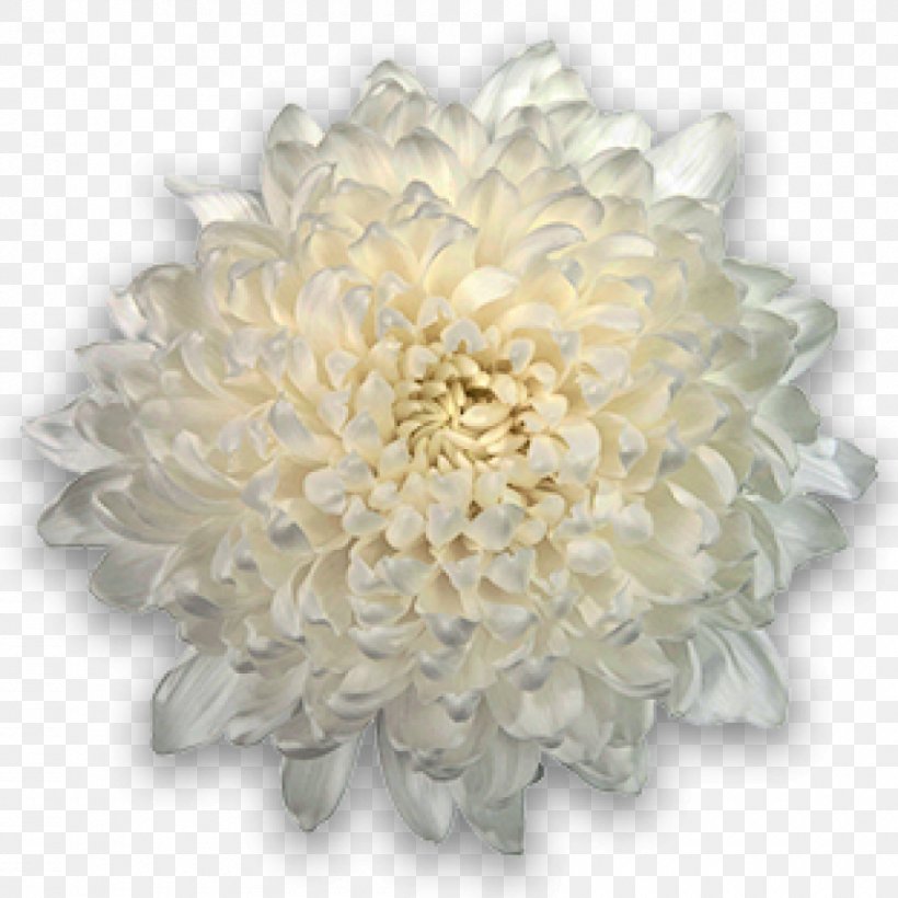 Chrysanthemum Cut Flowers Transvaal Daisy Plant, PNG, 900x900px, Chrysanthemum, Ardisia, Ardisia Crenata, Astronaut, Chrysanths Download Free