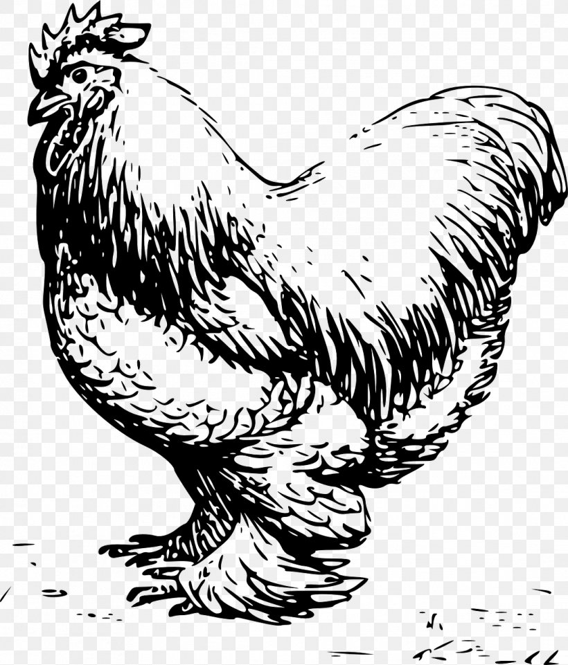 Cochin Chicken Silkie Leghorn Chicken Rooster Clip Art, PNG ...