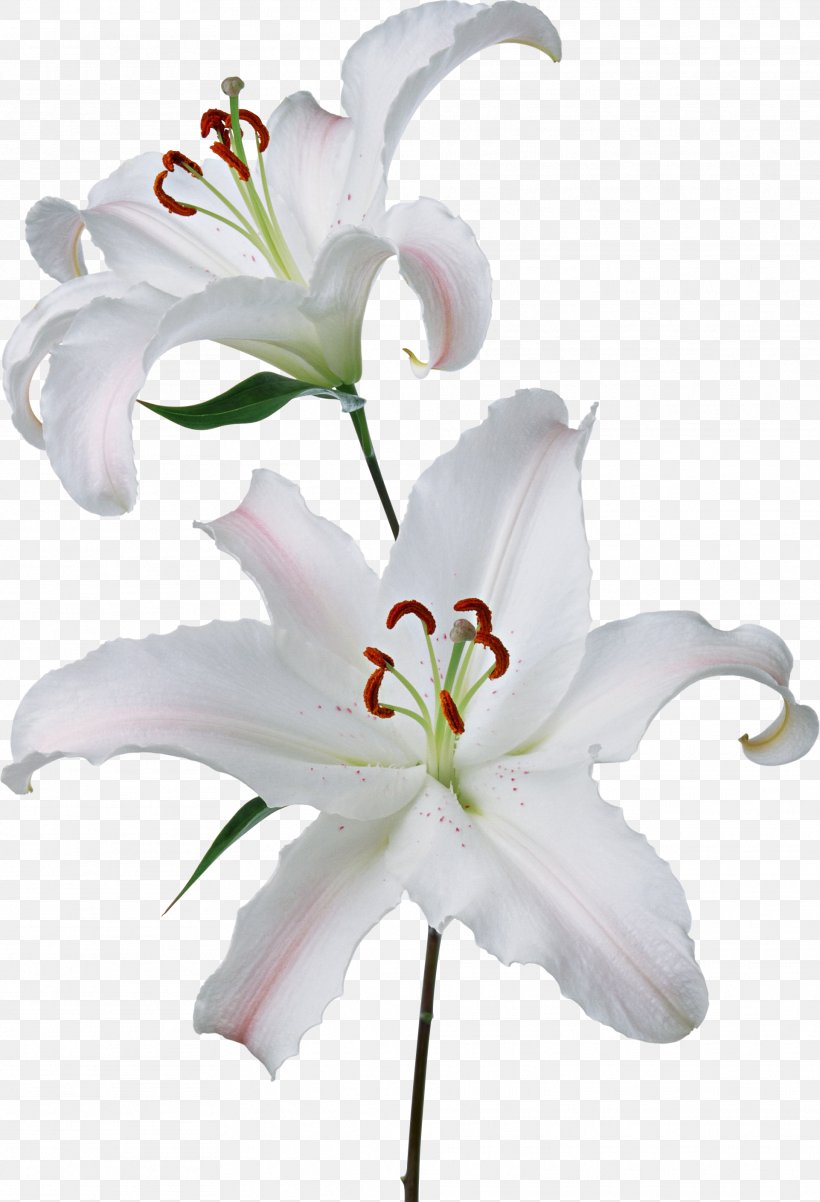 Flower Easter Lily Gynoecium Lilium 'Stargazer', PNG, 1922x2818px, Flower, Cut Flowers, Drawing, Easter Lily, Flowering Plant Download Free