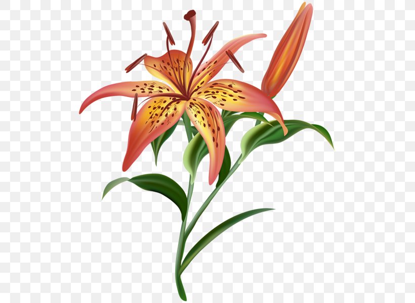 Lilium Flower Clip Art, PNG, 513x600px, Lilium, Daylily, Flora, Floral Design, Flower Download Free