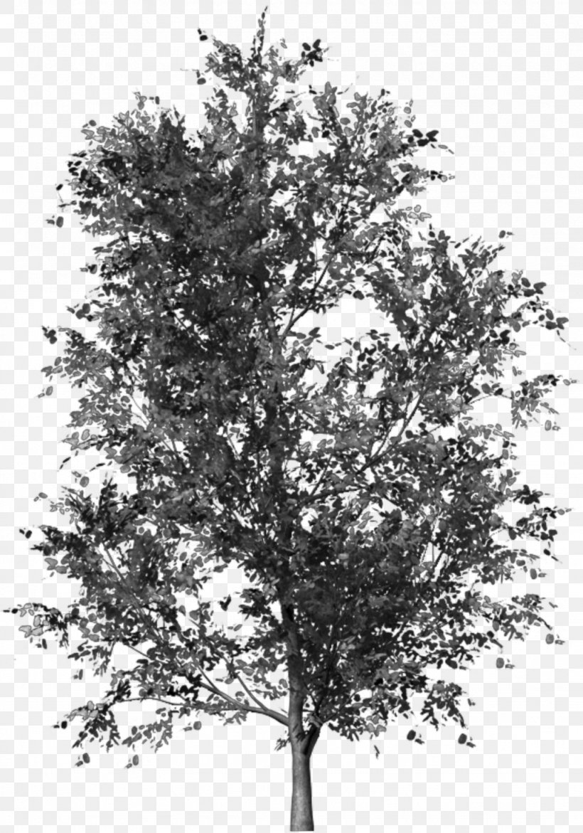 Tree PhotoScape Clip Art, PNG, 1024x1463px, Tree, Aisha My Virtual Girlfriend, Black And White, Branch, Digital Image Download Free