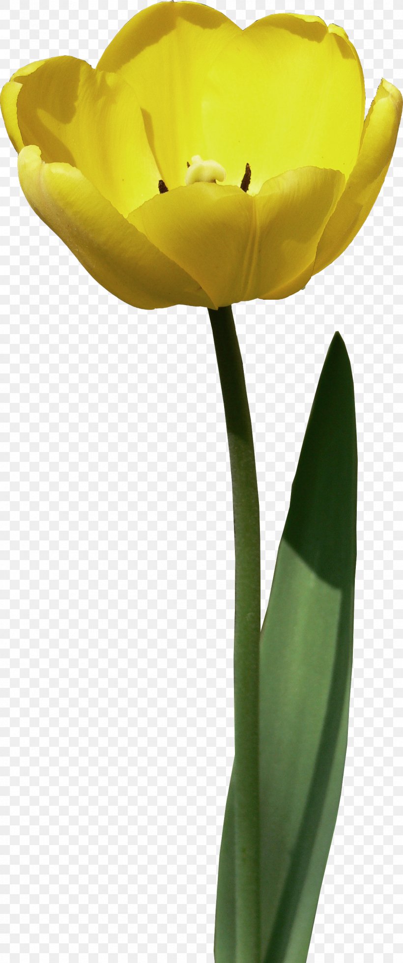 Tulipa Sylvestris Flower Clip Art, PNG, 1273x3043px, Tulip, Bud, Color, Cut Flowers, Flower Download Free