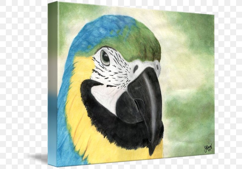 Macaw Parakeet Painting Beak Feather, PNG, 650x575px, Macaw, Animal, Beak, Bird, Fauna Download Free