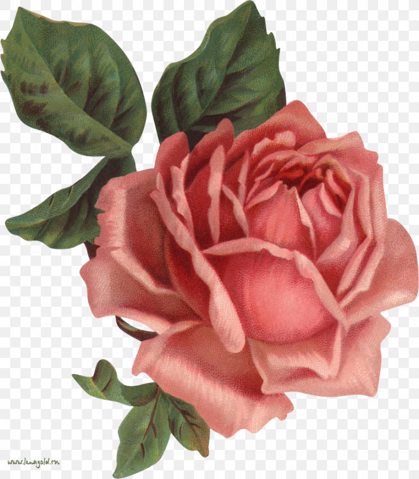 Old Roses: The Master List Vintage Clothing Flower Clip Art, PNG, 896x1024px, Rose, Artificial Flower, China Rose, Cut Flowers, Drawing Download Free